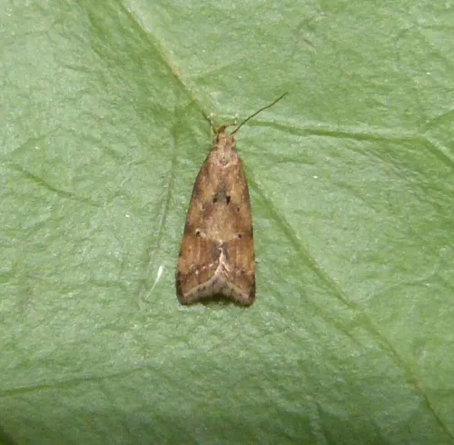 Brachmia blandella - photo 7