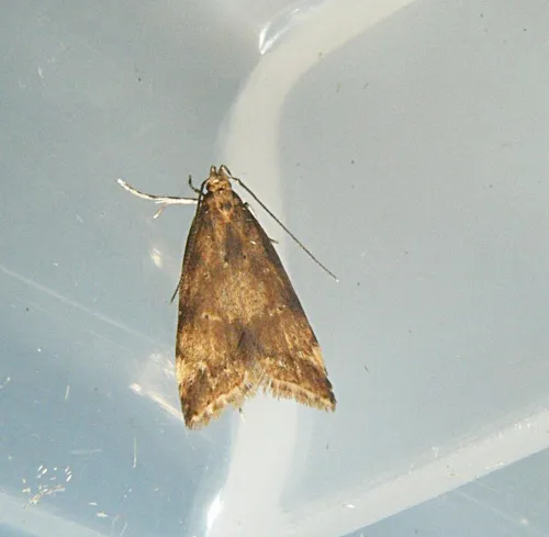 Brachmia blandella - photo 8