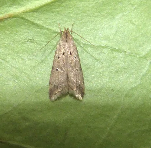 Brachmia inornatella