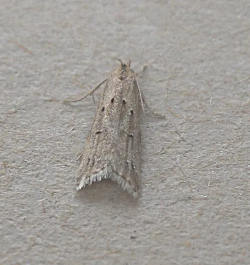 Brachmia inornatella - photo 2