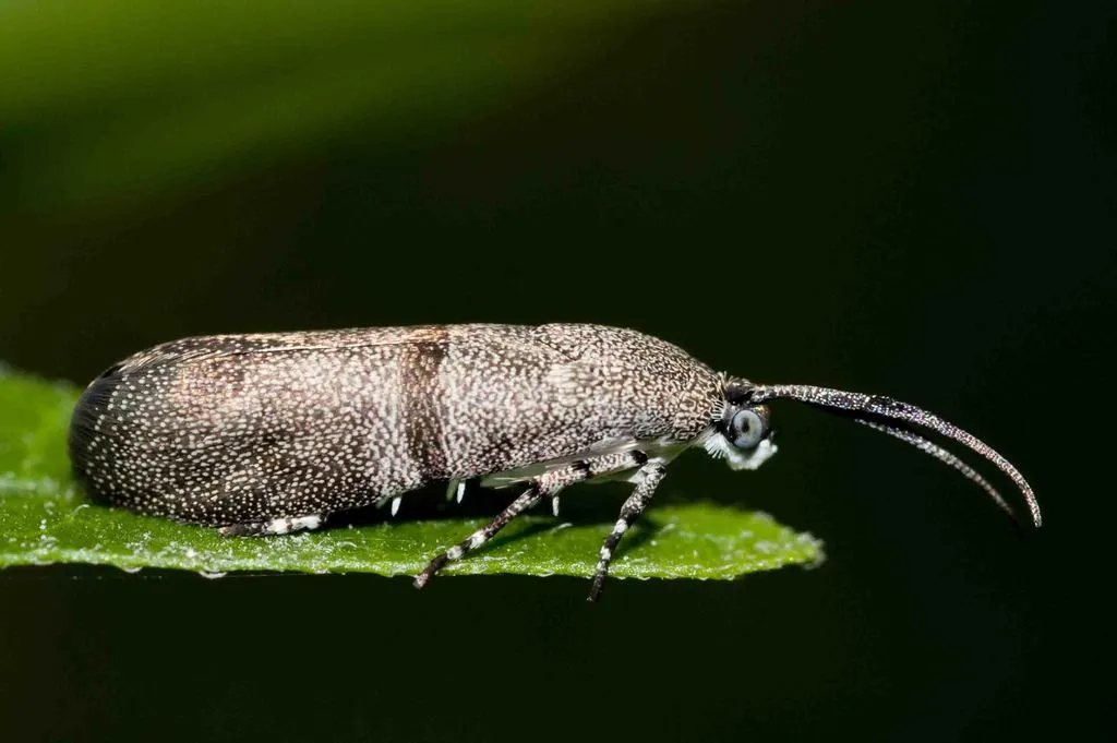 Little Bear Moths - photo 2