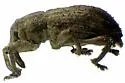 Brachybamus electus