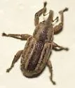 Brachybamus electus - photo 2