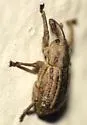 Brachybamus electus - photo 3
