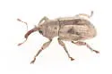 Brachybamus electus - photo 4