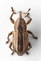 Brachybamus electus - photo 5
