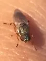 Brachycara slossonae - photo 2