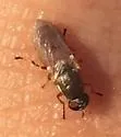 Brachycara slossonae - photo 4