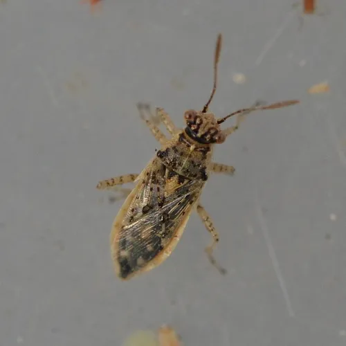 Brachycarenus tigrinus