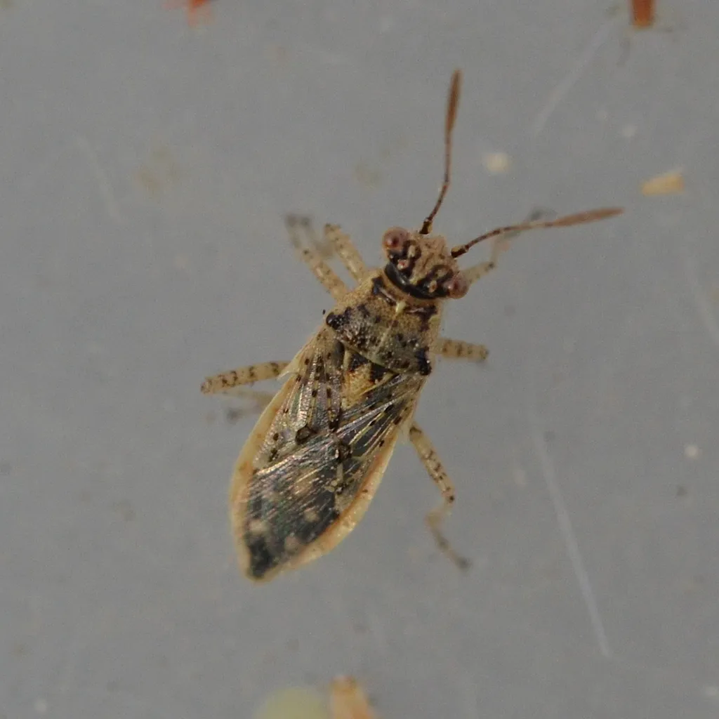 Brachycarenus tigrinus - photo 2