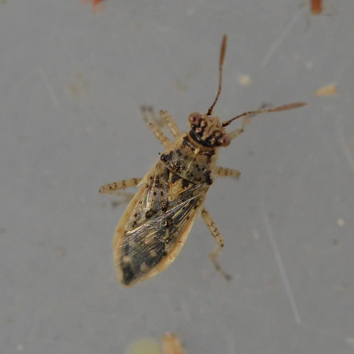 Brachycarenus tigrinus - photo 3