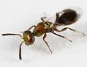 Brachycaudonia californica - photo 4
