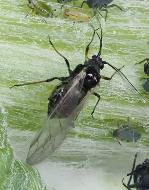 Brachycaudus cardui - Brachycaudus cardui