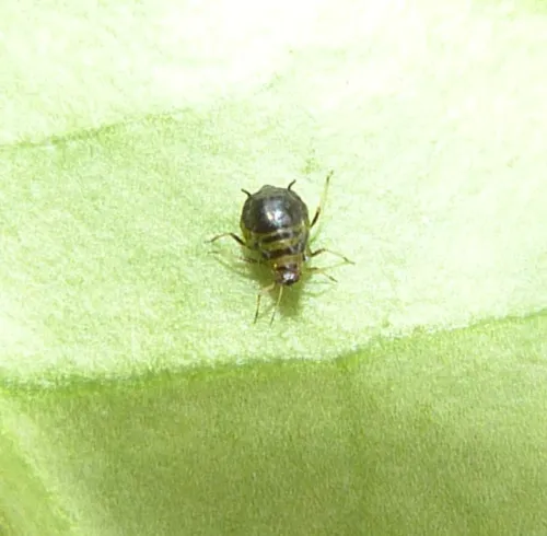 Brachycaudus cardui - photo 2