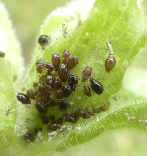 Campion Aphid Group-Brachycaudus lychnidis species group
