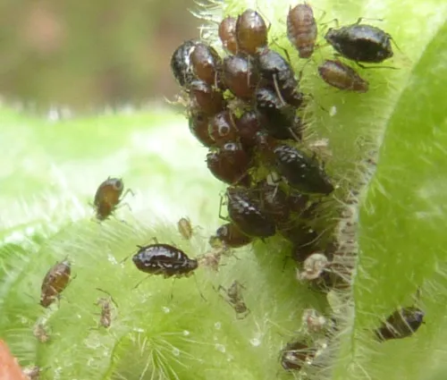 Campion Aphid Group-Brachycaudus lychnidis species group - photo 2