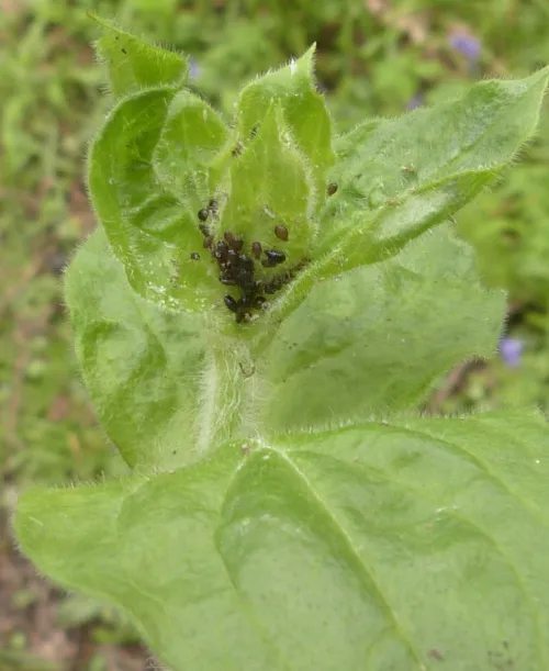 Campion Aphid Group-Brachycaudus lychnidis species group - photo 3