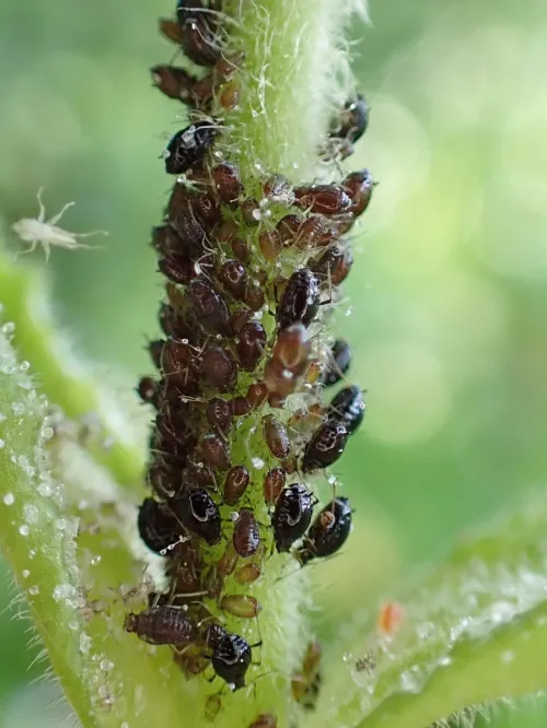 Campion Aphid Group-Brachycaudus lychnidis species group - photo 4