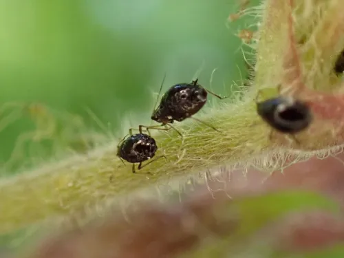 Campion Aphid Group-Brachycaudus lychnidis species group - photo 5
