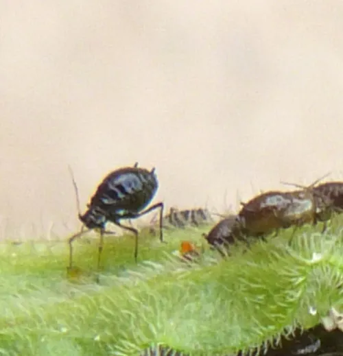Campion Aphid Group-Brachycaudus lychnidis species group - photo 6