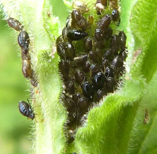 Campion Aphid Group-Brachycaudus lychnidis species group - photo 7