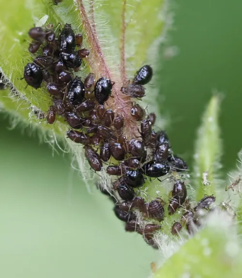 Campion Aphid Group-Brachycaudus lychnidis species group - photo 8