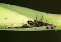 Brachycaudus tragopogonis