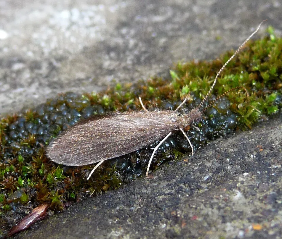 Humpless Casemaker Caddisflies - photo 2