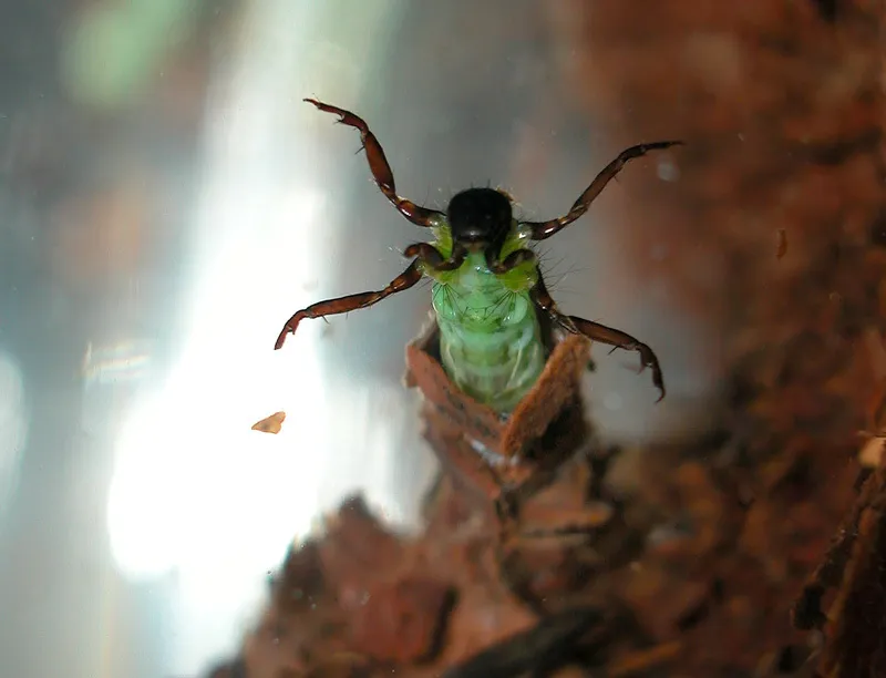 Brachycentrus (Oligoplectrodes) americanus