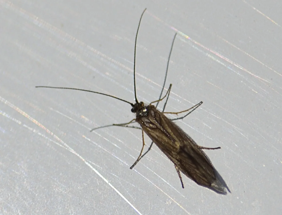 Brachycentrus appalachia - photo 2