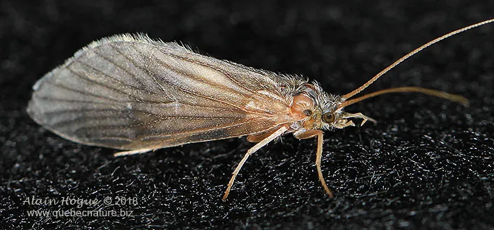 Brachycentrus incanus