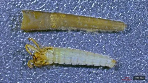 Brachycentrus lateralis