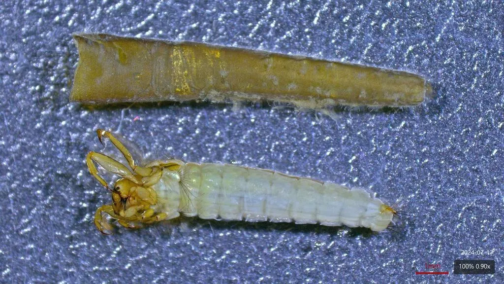 Brachycentrus lateralis - photo 2
