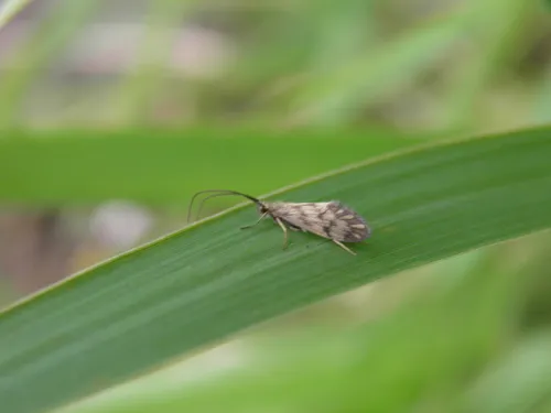 Brachycentrus maculatus