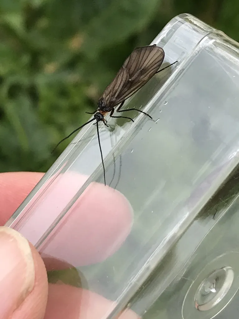 Brachycentrus montanus - photo 2