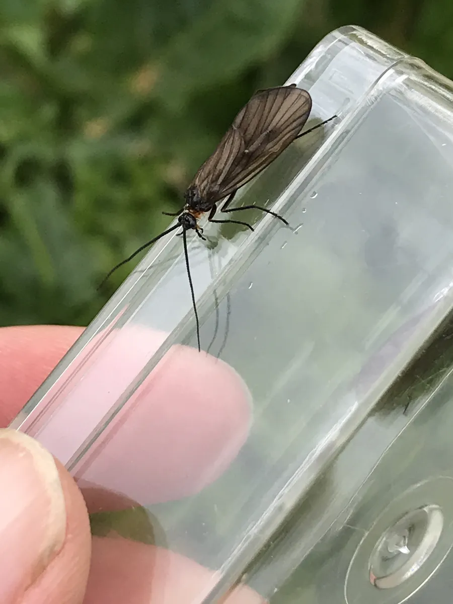 Brachycentrus montanus - photo 3