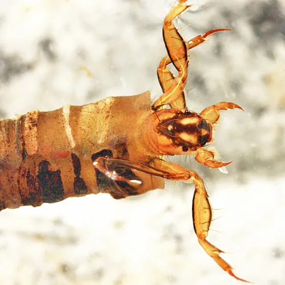 Brachycentrus numerosus