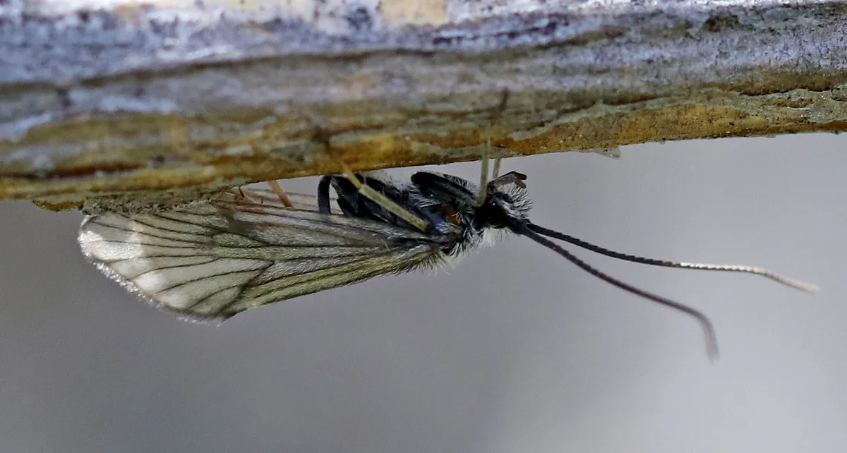 Brachycentrus occidentalis - photo 3