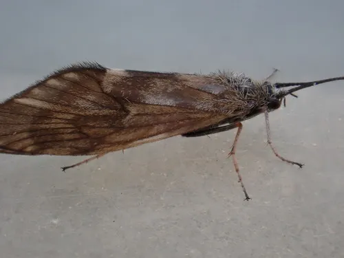 Grannom Caddisfly