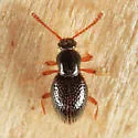 Brachycepsis subpunctatus