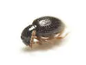 Brachycepsis subpunctatus - photo 2