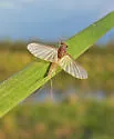 Brachycercus harrisellus