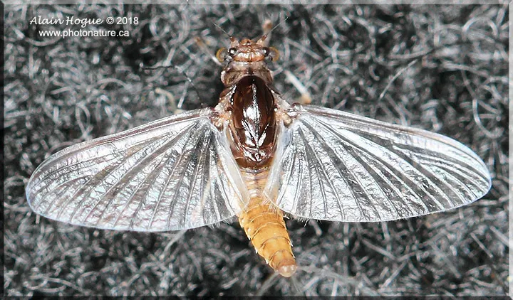 Brachycercus nitidus