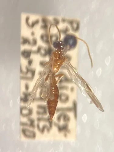 Brachycistis elegantula