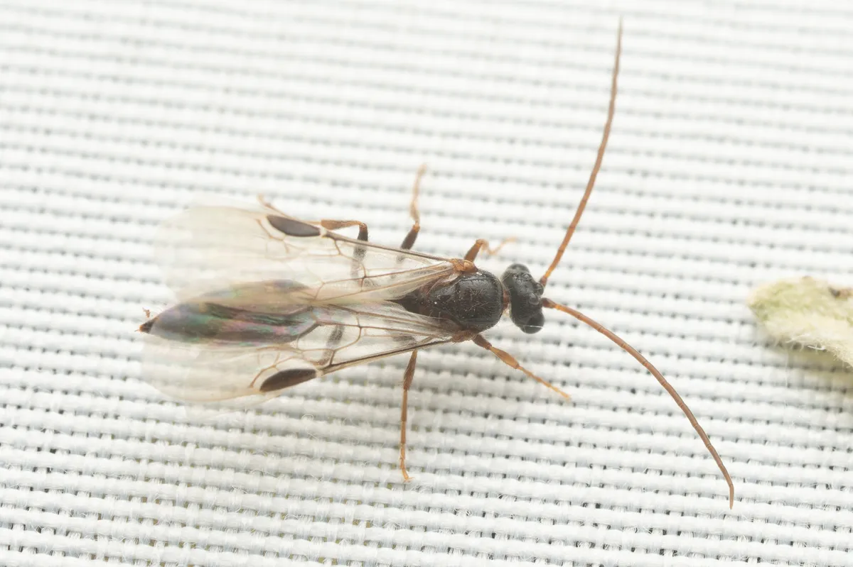 Brachycistis lacustris - photo 3
