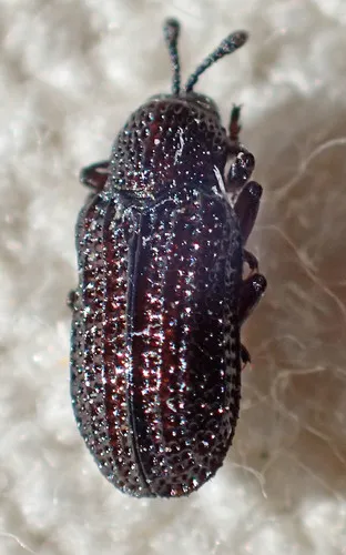 Brachycoryna dolorosa