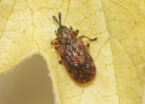 Brachycoryna hardyi - photo 2