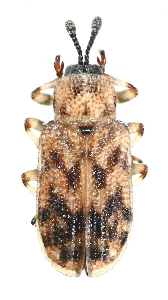 Brachycoryna hardyi - photo 3