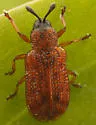 Brachycoryna longula - Brachycoryna longula