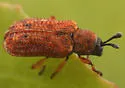 Brachycoryna longula - photo 2